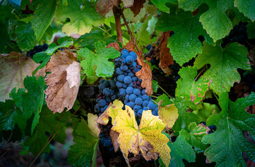 Bunches of black grapes on the vines just before harvest. Douro Valley near the village of Pinhão, a world heritage site - obrazy, fototapety, plakaty