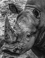 Keuken spatwand met foto Face of an endangered rhino. Photographic art with a photo of a white rhino with a black background. © Rafael