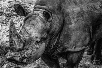 Keuken spatwand met foto Face of an endangered rhino. Photographic art with a photo of a white rhino with a black background. © Rafael