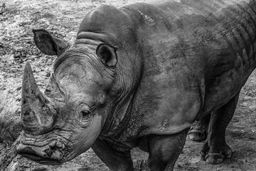 Face of an endangered rhino. Photographic art with a photo of a white rhino with a black background.