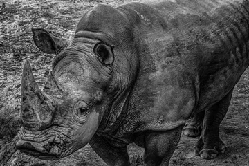  Face of an endangered rhino. Photographic art with a photo of a white rhino with a black background. © Rafael
