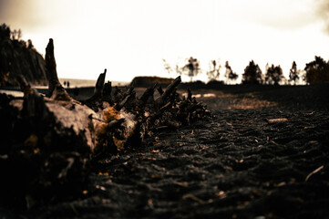 Black sand lake beach