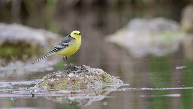 Citrine Wagtail Motacilla citreola on a wetland. Close up.
