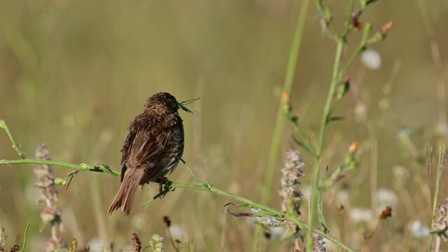 Corn bunting miliaria calandra. A bird with a grasshopper in its beak sits on a branch in a meadow. Close up.