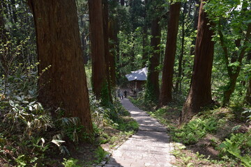羽黒山の杉並木 ／...