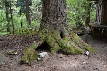 羽黒山の杉並木 ／...