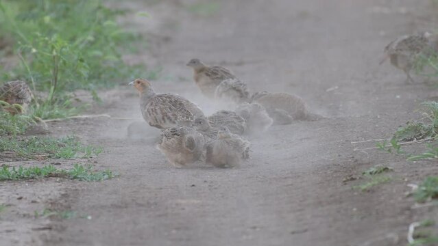 Grey partridge. Perdix, perdix. A family of partridges in the wild. Gray Partridge Birds bathe in dust. Close up.