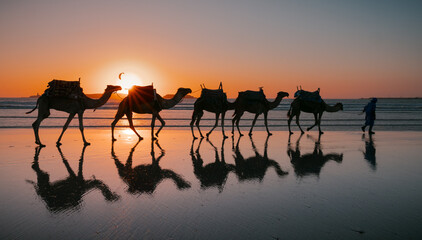 sunset on the beach with camels - obrazy, fototapety, plakaty