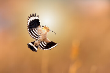 bird flying - Powered by Adobe