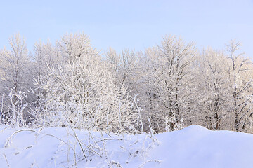 Obraz premium Wildlife in winter, Christmas background. After a snowfall, tree branches are covered with snow and sparkle in the sun, in severe frost and low temperatures. This is a beautiful winter banner, 