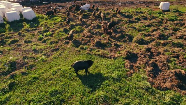 Mangalica pigs walking on the agricultural field on a sunny day, domestic life, drone shot. High quality 4k footage
