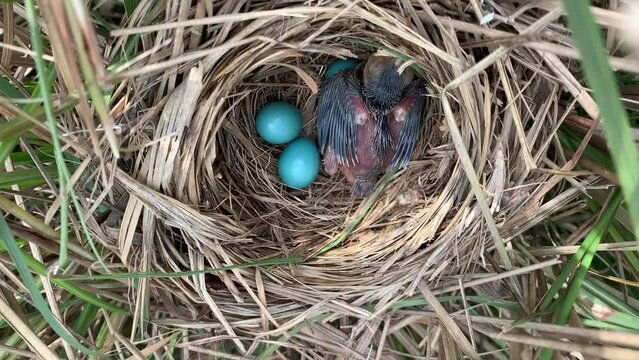 jungle babbler chicks and eggs in the nest