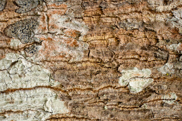 beautiful natural texture of tree in daylight
