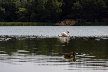 a white swan with feathers living on the lake in the summer