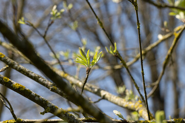 mountain ash tree branches in the spring season