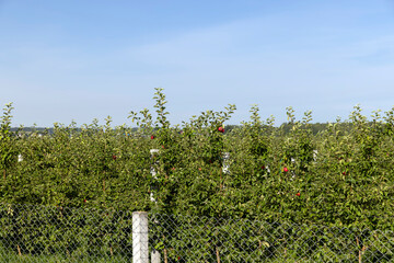 Fototapeta na wymiar apple orchard with green foliage and red apples