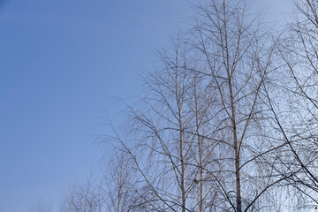 Fototapeta na wymiar birch tree without foliage in the spring season