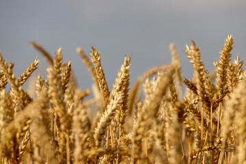 Fototapeta premium monoculture golden mature wheat in the field