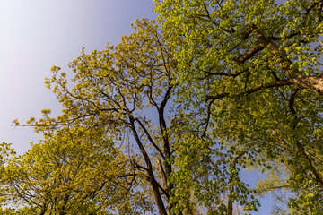 maple trees blooming in spring , close up