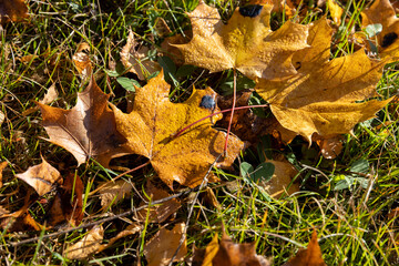 Autumn park with trees during leaf fall