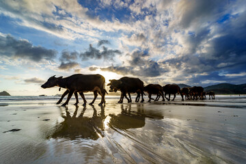 Buffalos on the beach