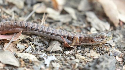 Adult California Alligator Lizard basking on trail. Santa Clara County, California, USA.