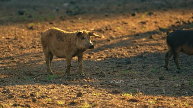 Mangalica pig is usually fed with a mix of wild pasture, supplemented with potatoes and pumpkins produced on the farm. High quality 4k footage
