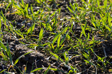 green wheat sprouts in early spring, green winter wheat