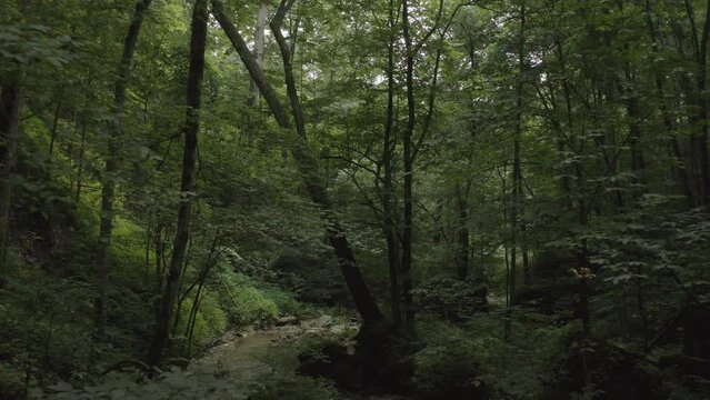 Aerial footage of a jungle, forest in the United States with green trees and blue skies