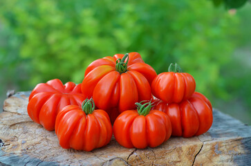 Red ribbed tomatoes grown in our own garden. Organic gardening concept.