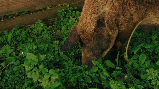Hungarian mangalica pig eating the grass, natural breed, farm animals concept. High quality 4k footage