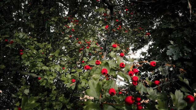 Macro Closeup of Ripe Hawthorn Berries in Autumn