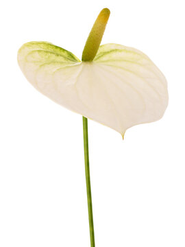 White Anthurium flower