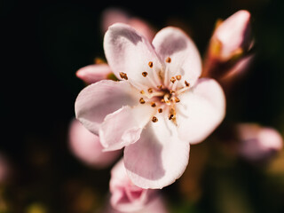 close up of a blossom