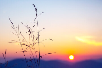 sunset in the sky on the background of grass