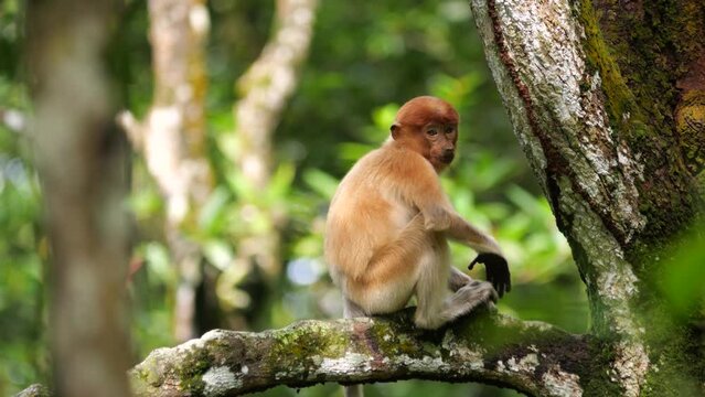 A young proboscis monkey in the wild, sitting on tree. Proboscis monkey foraging at mangrove forest. Wild nature stock footage.
