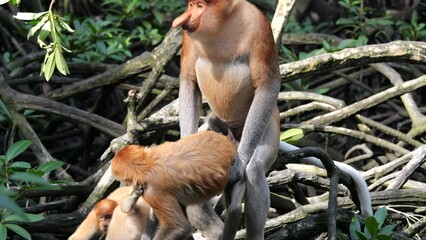 Pair Proboscis Monkeys mating sex