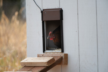 Hen looks out of coop