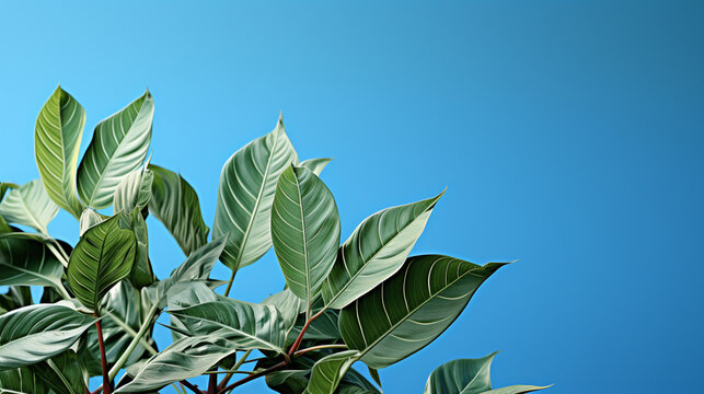 green leaves against blue sky HD 8K wallpaper Stock Photographic Image