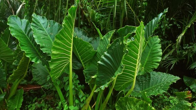 Bright green leaves on a giant Taro plant found growing wild in the Philippines. 