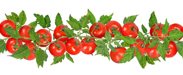 Branch with fresh ripe cherry tomatoes and green leaves on white background, banner design