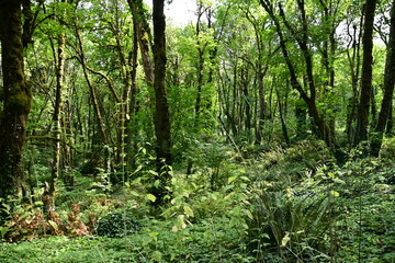 forest in the morning