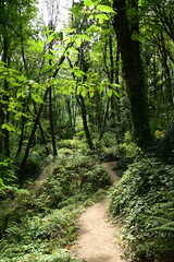 path in the forest