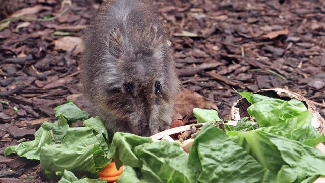 A Long-nosed potoroo - Potorous tridactylus, is feeding
