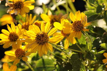 yellow flowers on the street 