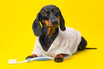Cute little dog dachshund in cozy pajamas lies holding toothbrush with its paws on a yellow...