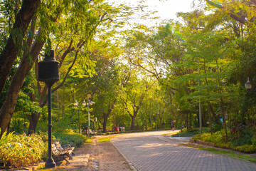 Green tree city park asphalt walking pathway sunset light nature