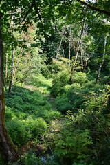 Fototapeta premium forest in the morning