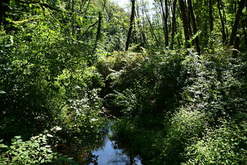 green forest in the morning