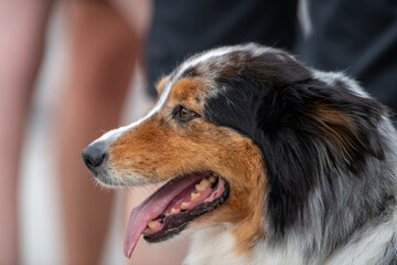 A closeup of an Australian shepherd puppy or Aussie with its mouth open and its long pink tongue hanging out. The young dog has brown, grey, white, and black fur. The nose is black with pink spots.